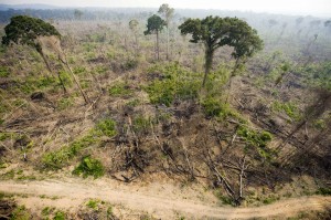 Illegal brandgerodete Waldfläche in Brasilien (2009), Copyright: Antonio Scorza/AFP/Getty Images 