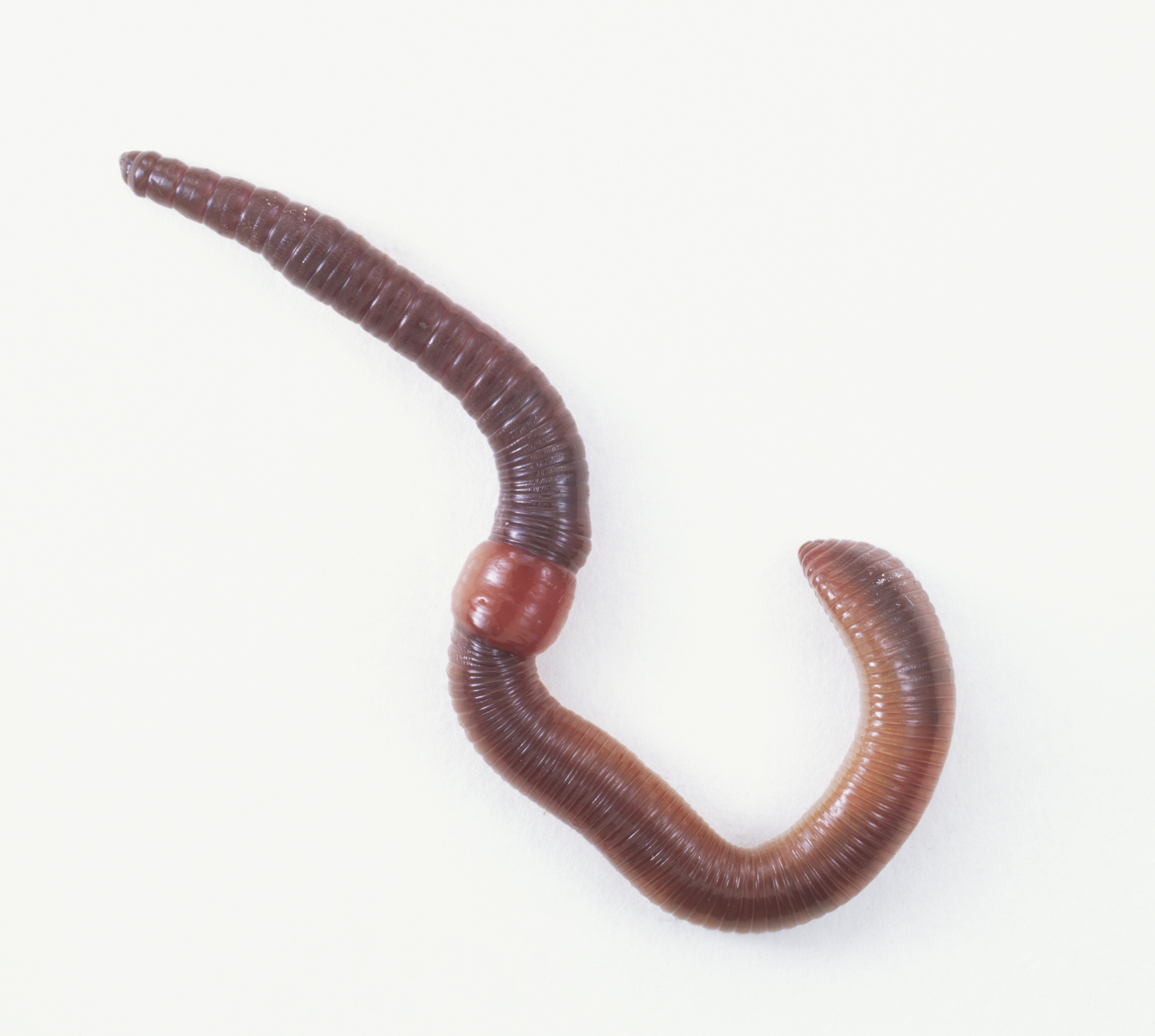 Worms partnersuche