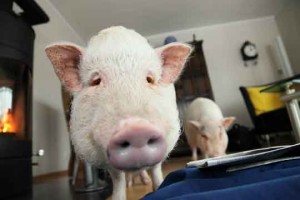 Schweine im Wohnzimmer - KinderZEIT-Blog