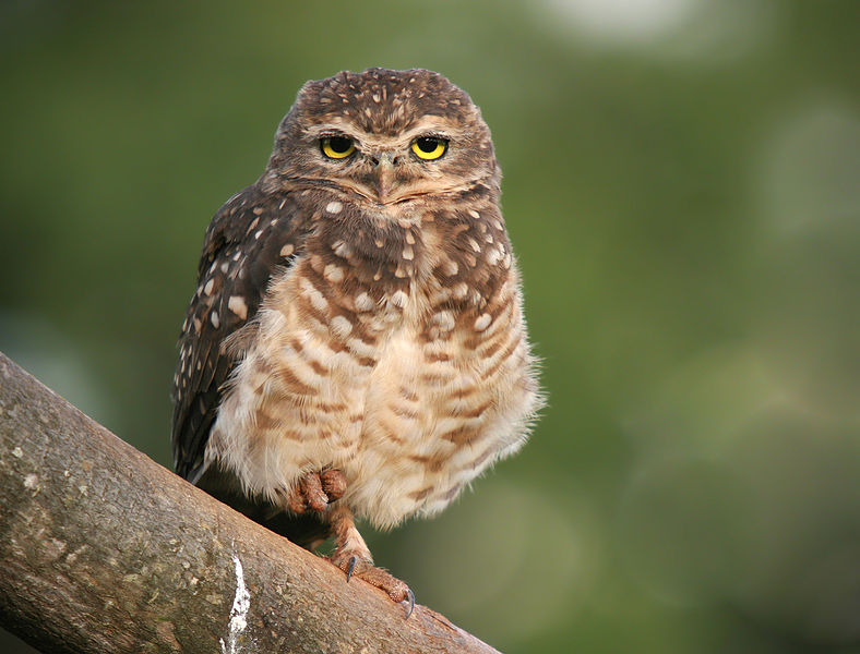 Partnersuche owl