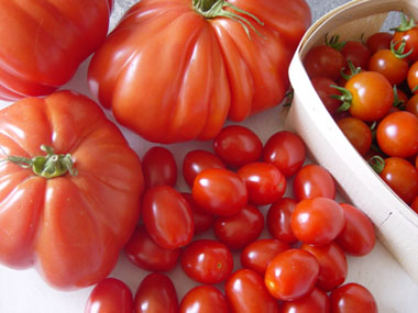 tomaten6.jpg