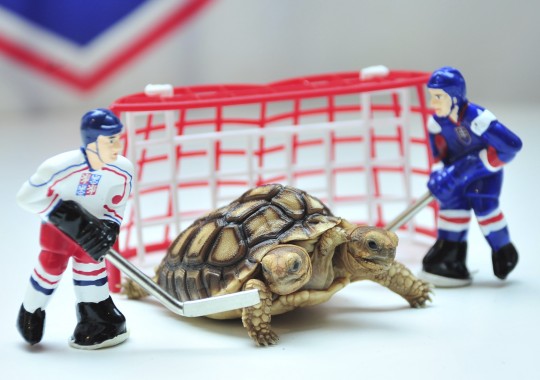 Köpfchen für zwei: Schildkröte Magdalena, Eishockey-Orakel