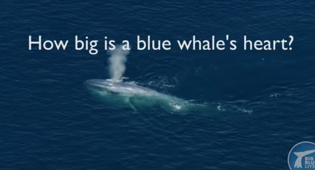 Wie Groß Ist Das Herz Eines Blauwals blog.zeit.de