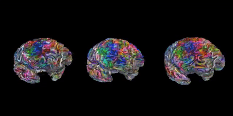 This video shows spinning 3D views of the cerebral cortex of three people. The color of each voxel indicates its semantic selectivity, or which category of words it is selective for. For example, green voxels are mostly selective for visual and tactile concepts, while red voxels are mostly selective social concepts. White lines show the outlines of known functional brain regions. The pattern of semantic selectivity is very similar across people.