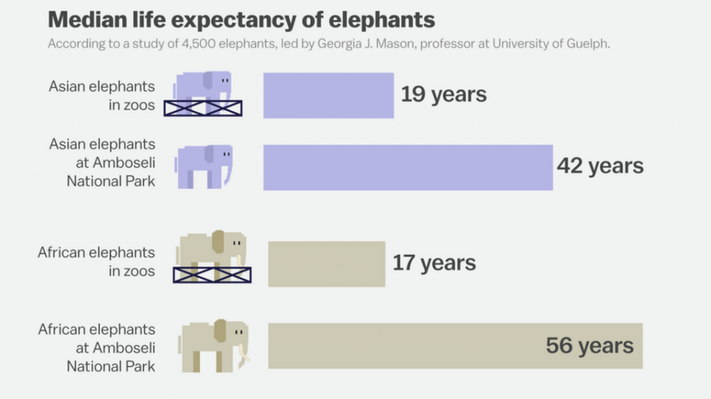 Elefanten: Gefangen heißt nicht geschützt