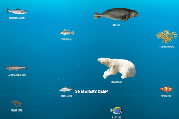 The Deep Sea: Finden Sie Nemo! © Screenshot: Neal.Fun