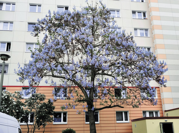 s72-blauglockenbaum